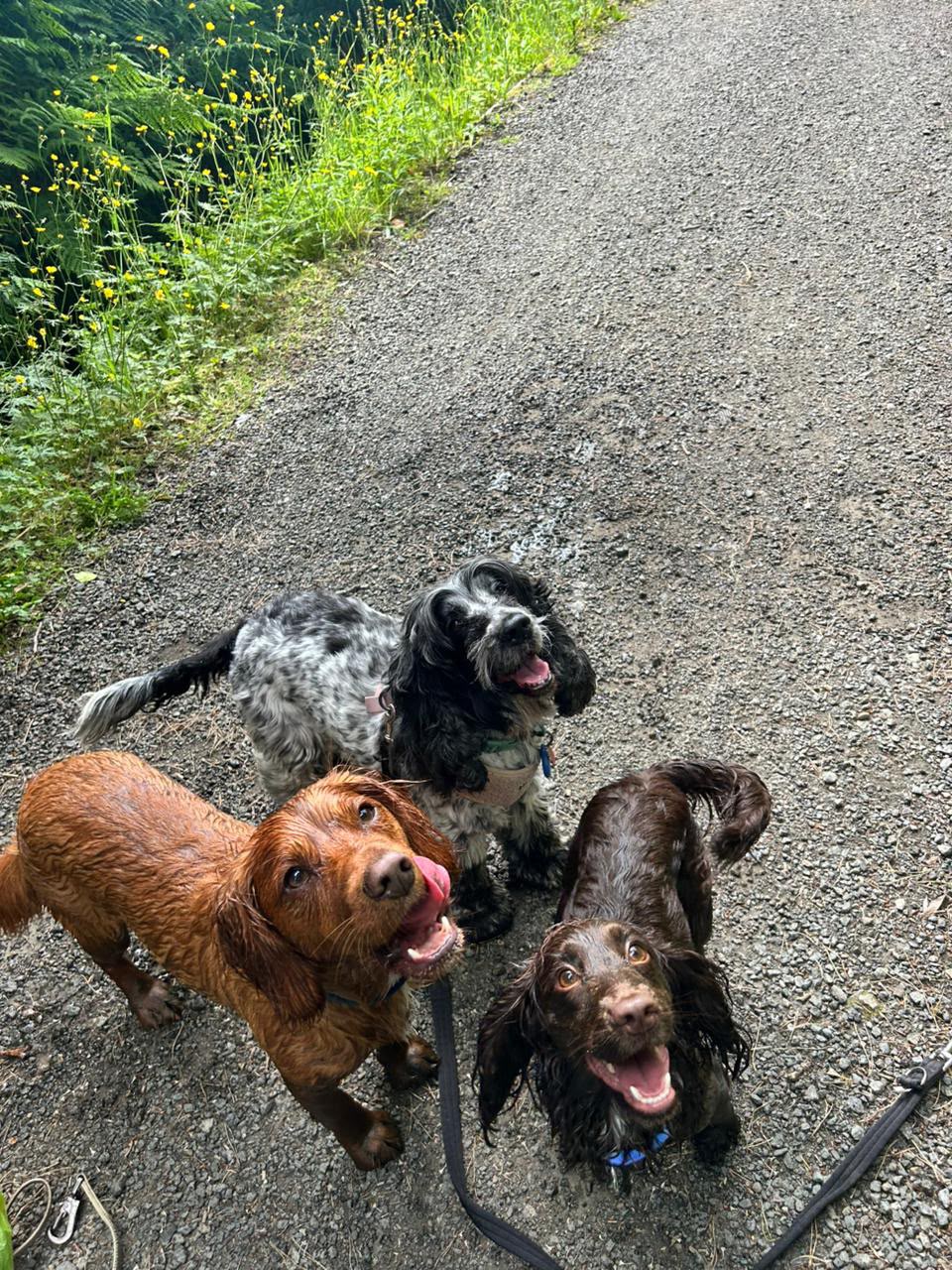 Three happy dogs