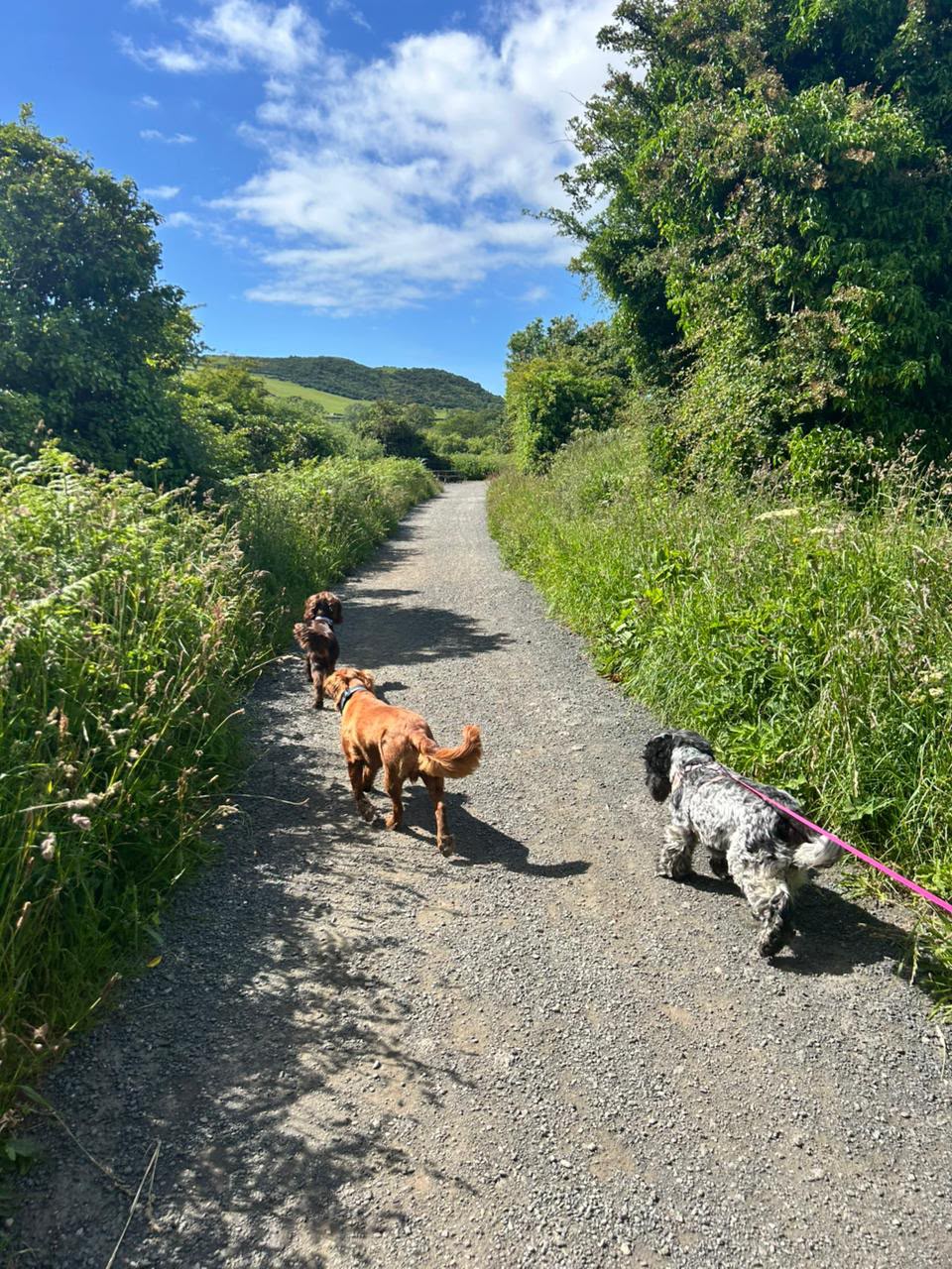 Alyssia walking three dogs